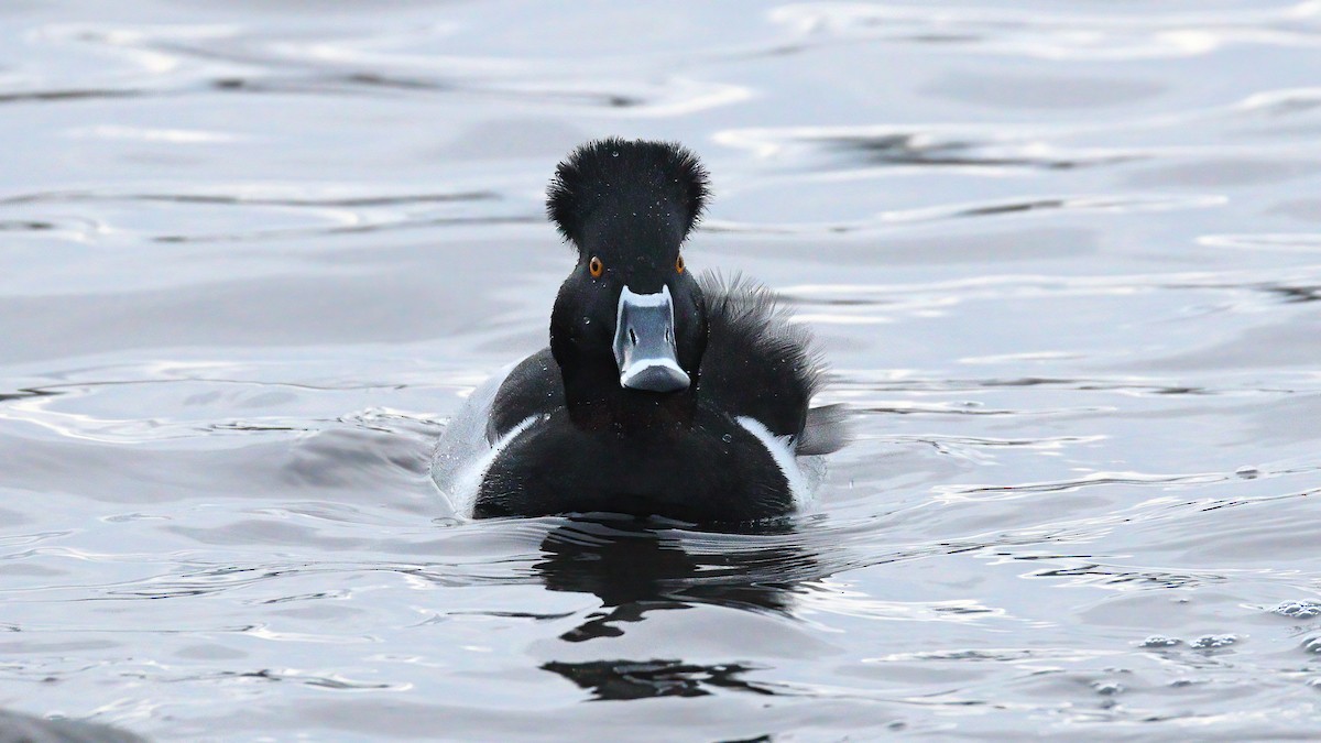 Moretta dal collare - ML646986993