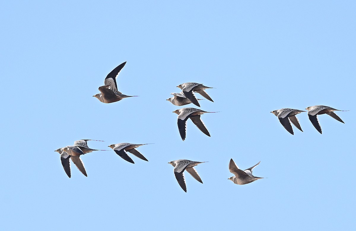 Ganga azpiarrea - ML646986995