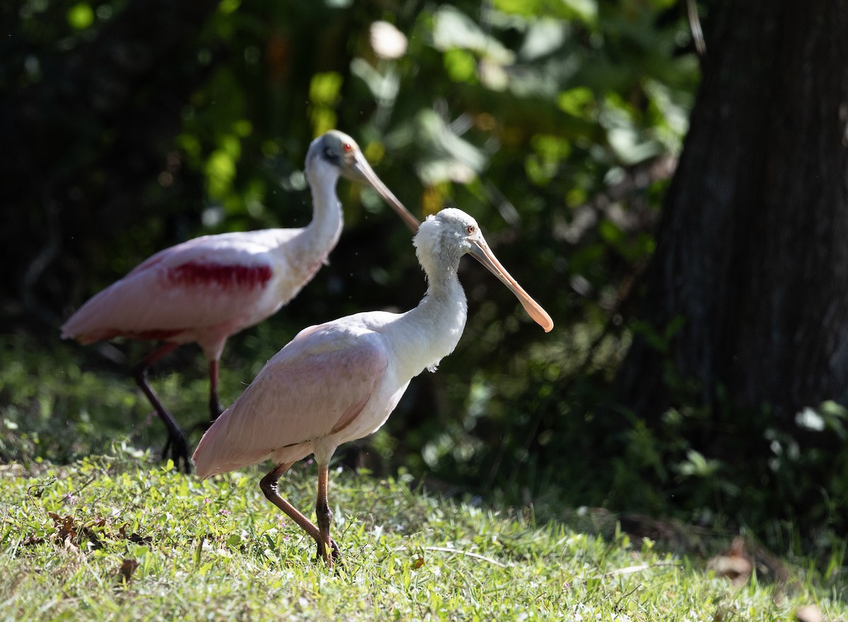 Roseate Spoonbill - ML646986997