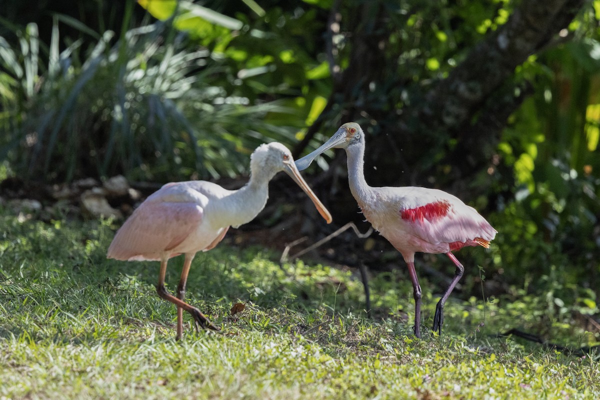 Roseate Spoonbill - ML646986998