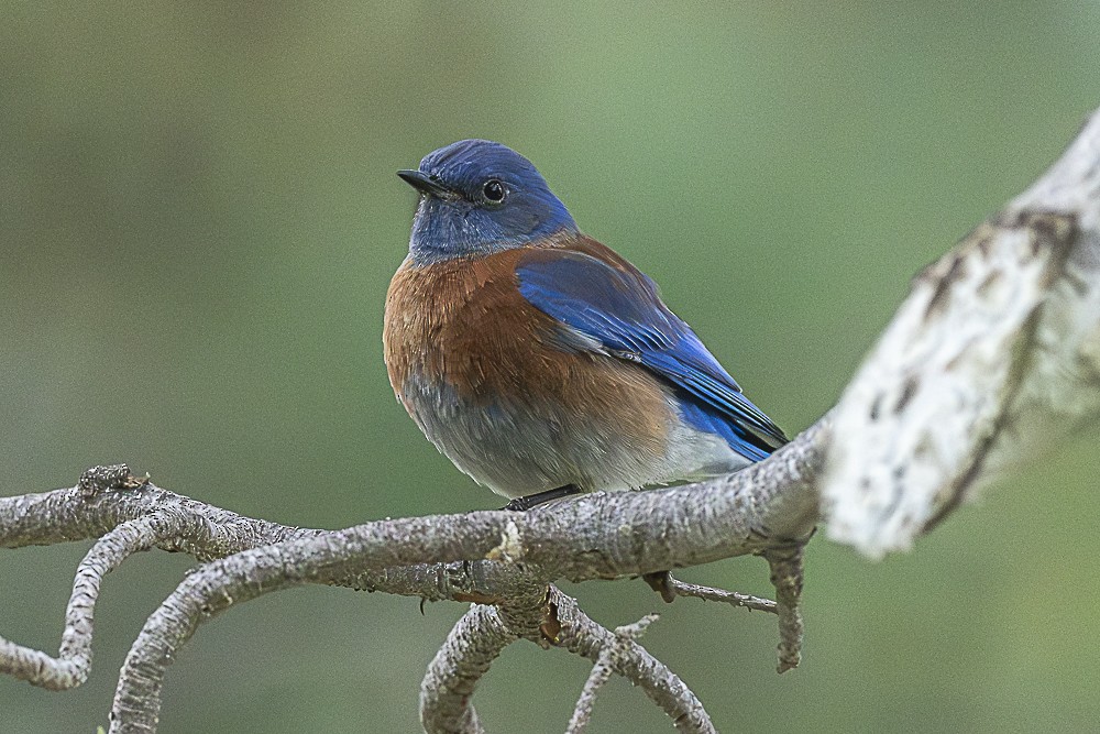 salašník západní - ML646986999