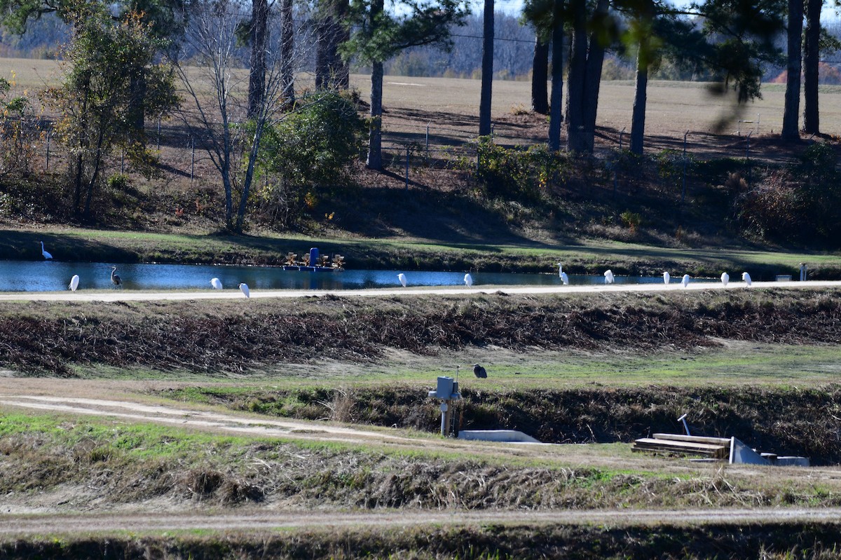 Silberreiher - ML646987000