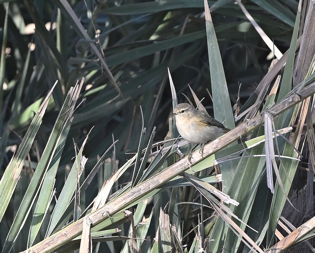 Txio arrunta - ML646987008