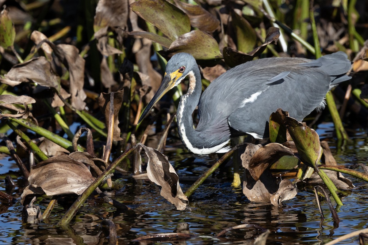 Tricolored Heron - ML646987014