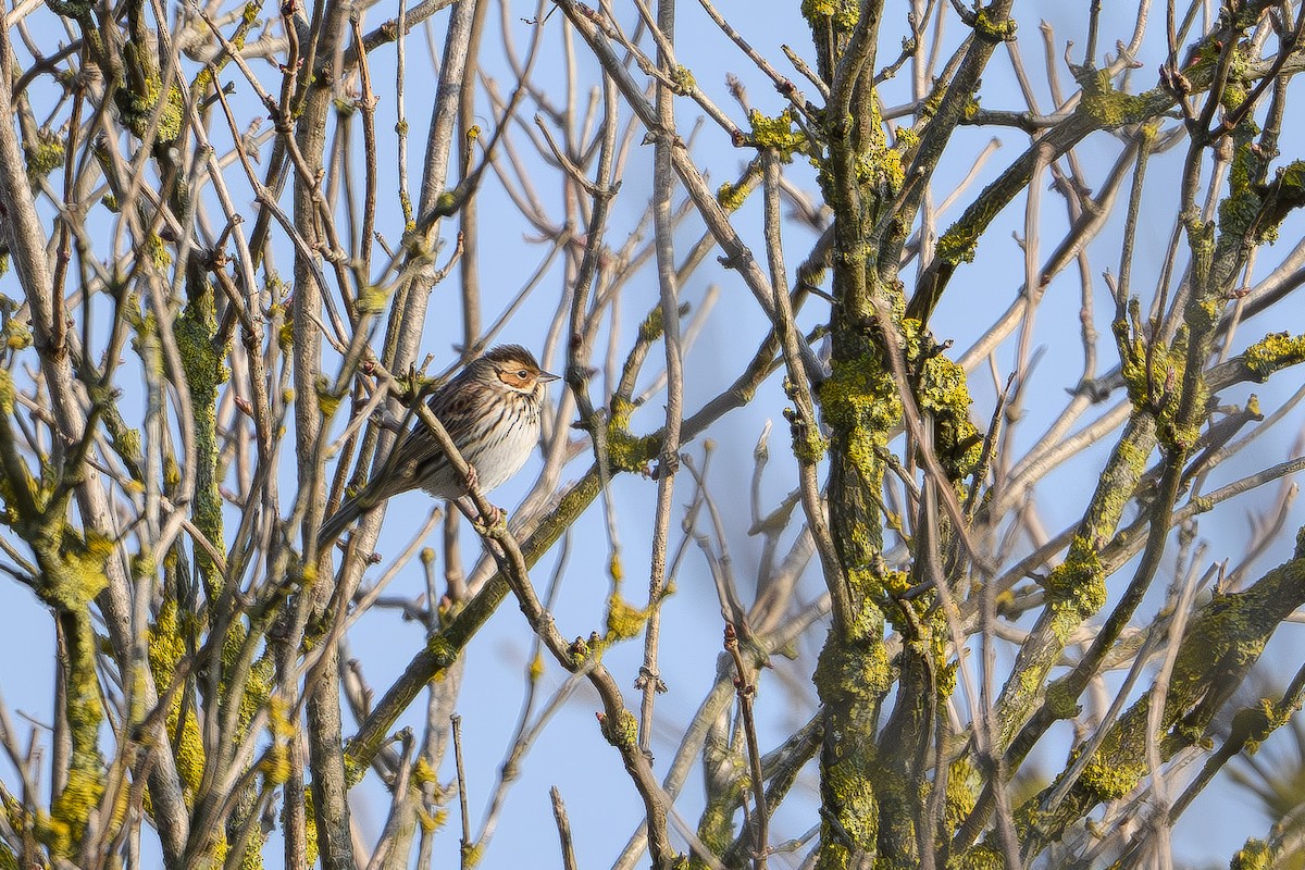 Овсянка-крошка - ML646987015