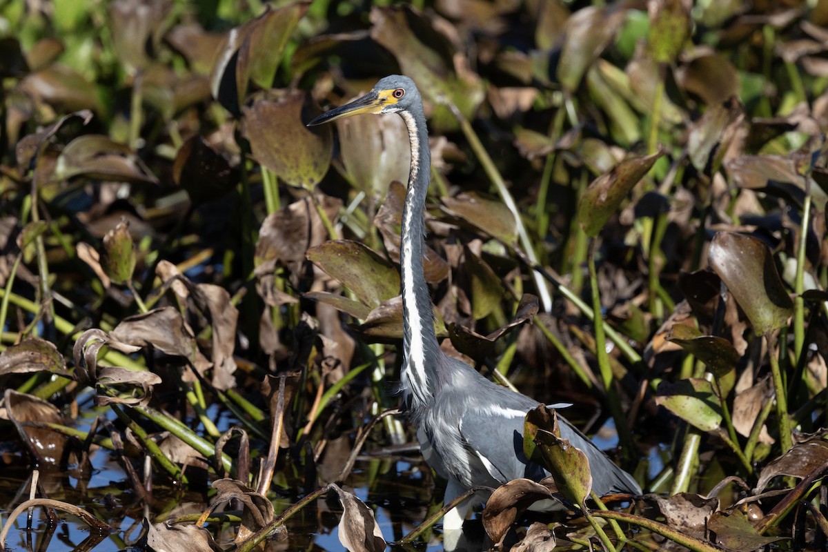 Tricolored Heron - ML646987017