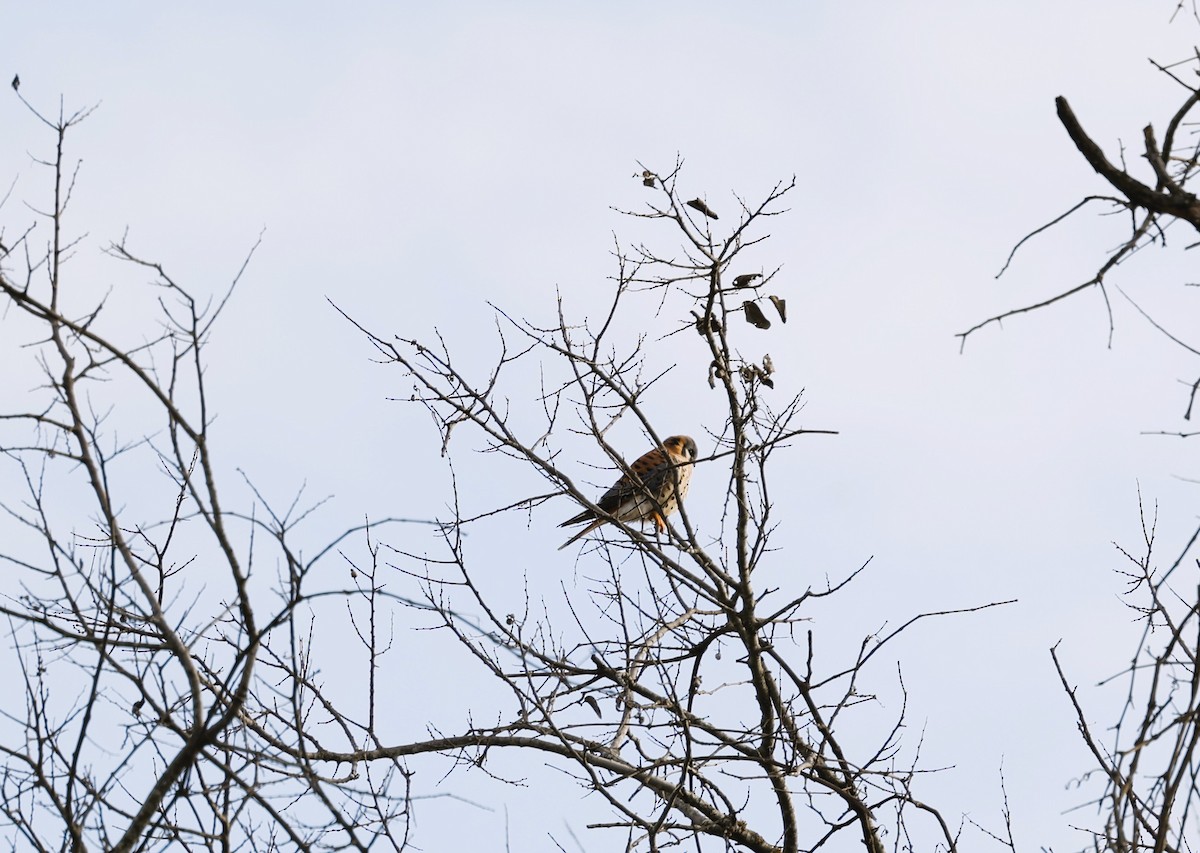 American Kestrel - ML646987018