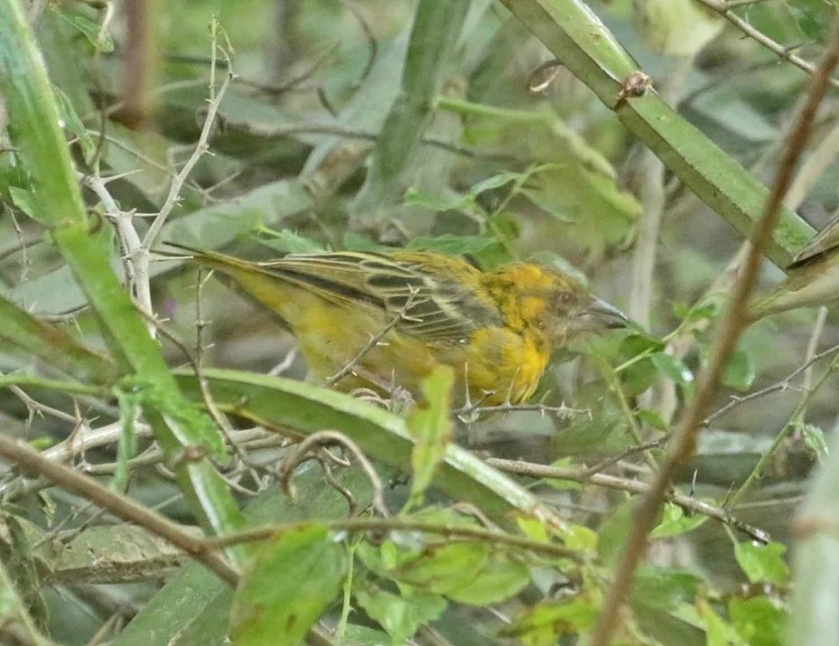 Иволговый ткач - ML646987019