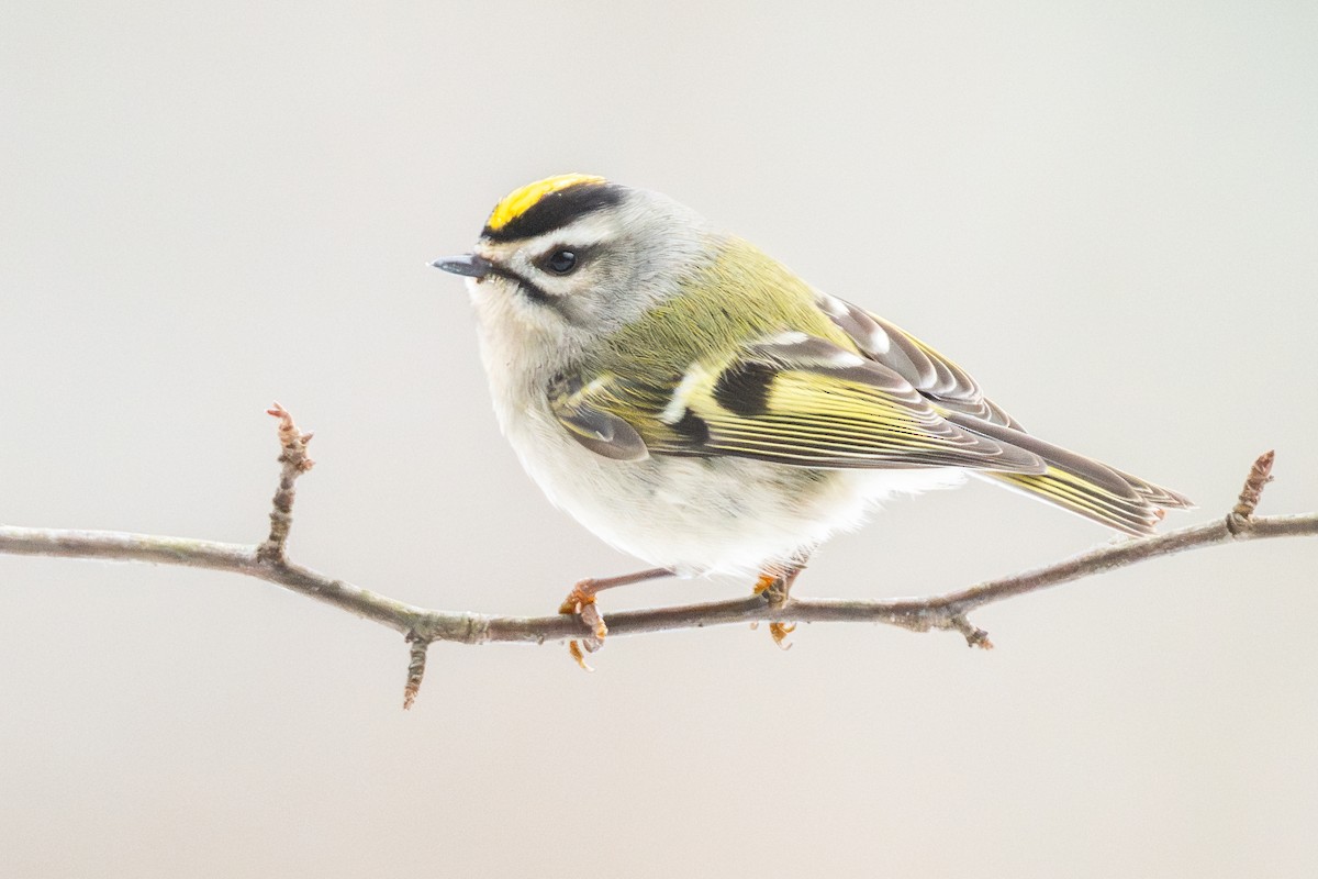 Golden-crowned Kinglet - ML646987031