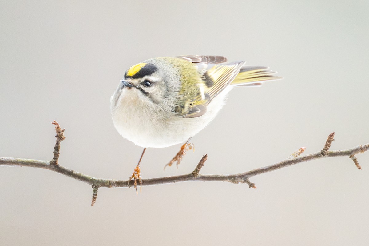 Golden-crowned Kinglet - ML646987032