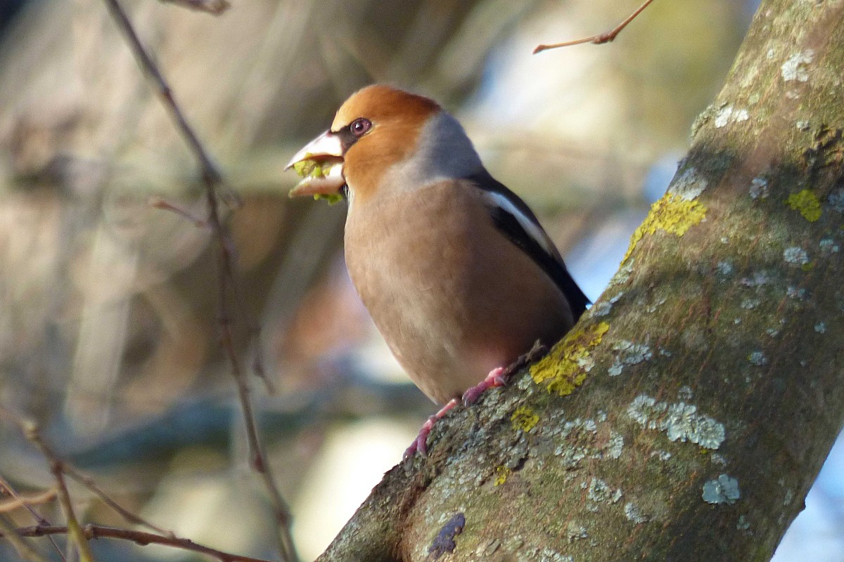 Kocabaş - ML646987036