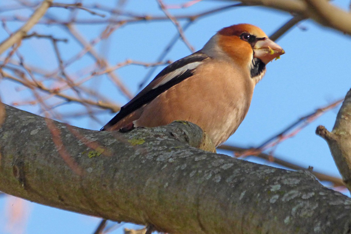 Kocabaş - ML646987037