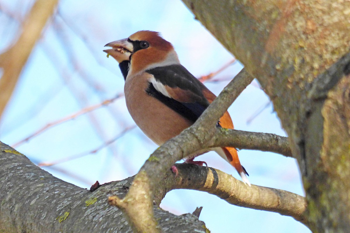 Kocabaş - ML646987038