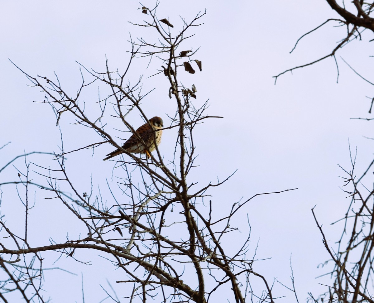 American Kestrel - ML646987039