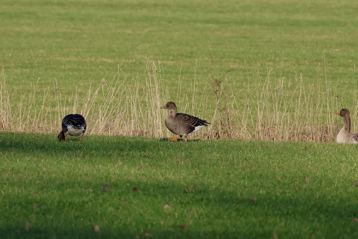 Tundra Bean-Goose - ML646987040