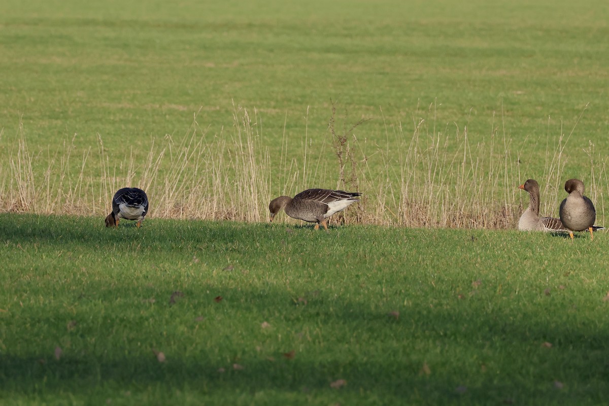 Tundra Bean-Goose - ML646987041