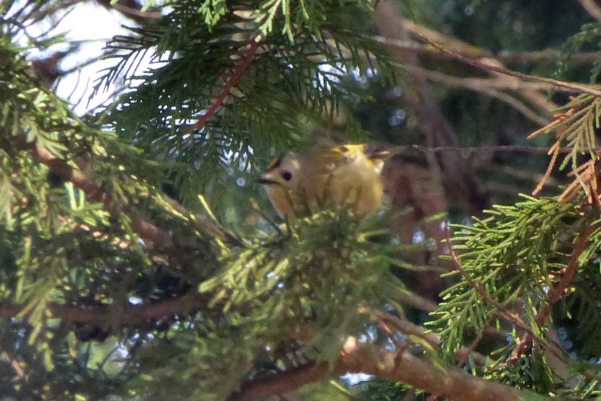 Çalıkuşu - ML646987048