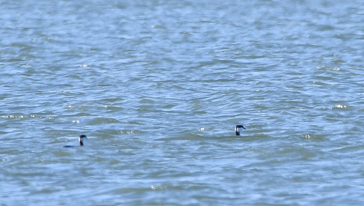 Txilinporta urrebelarria - ML646987051