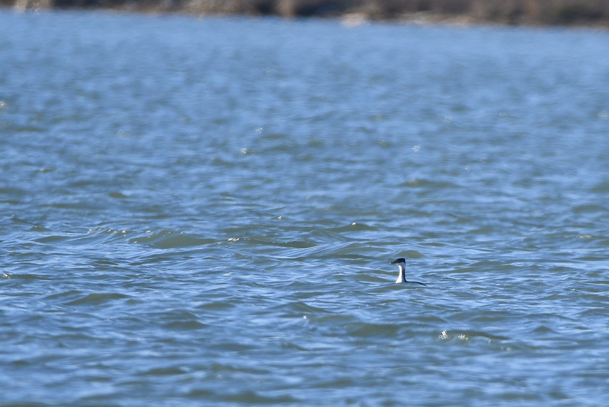 Txilinporta urrebelarria - ML646987052