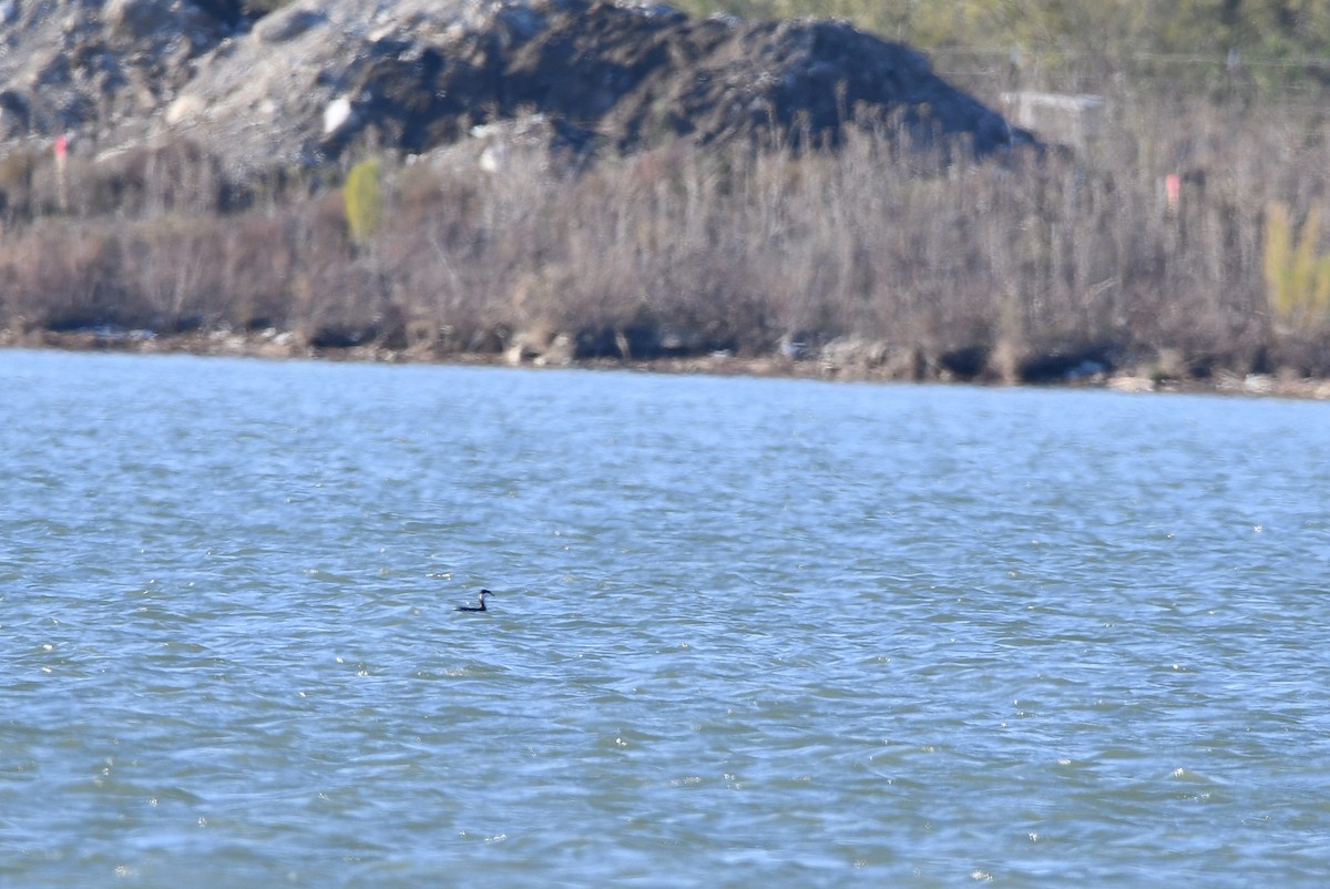 Txilinporta urrebelarria - ML646987053