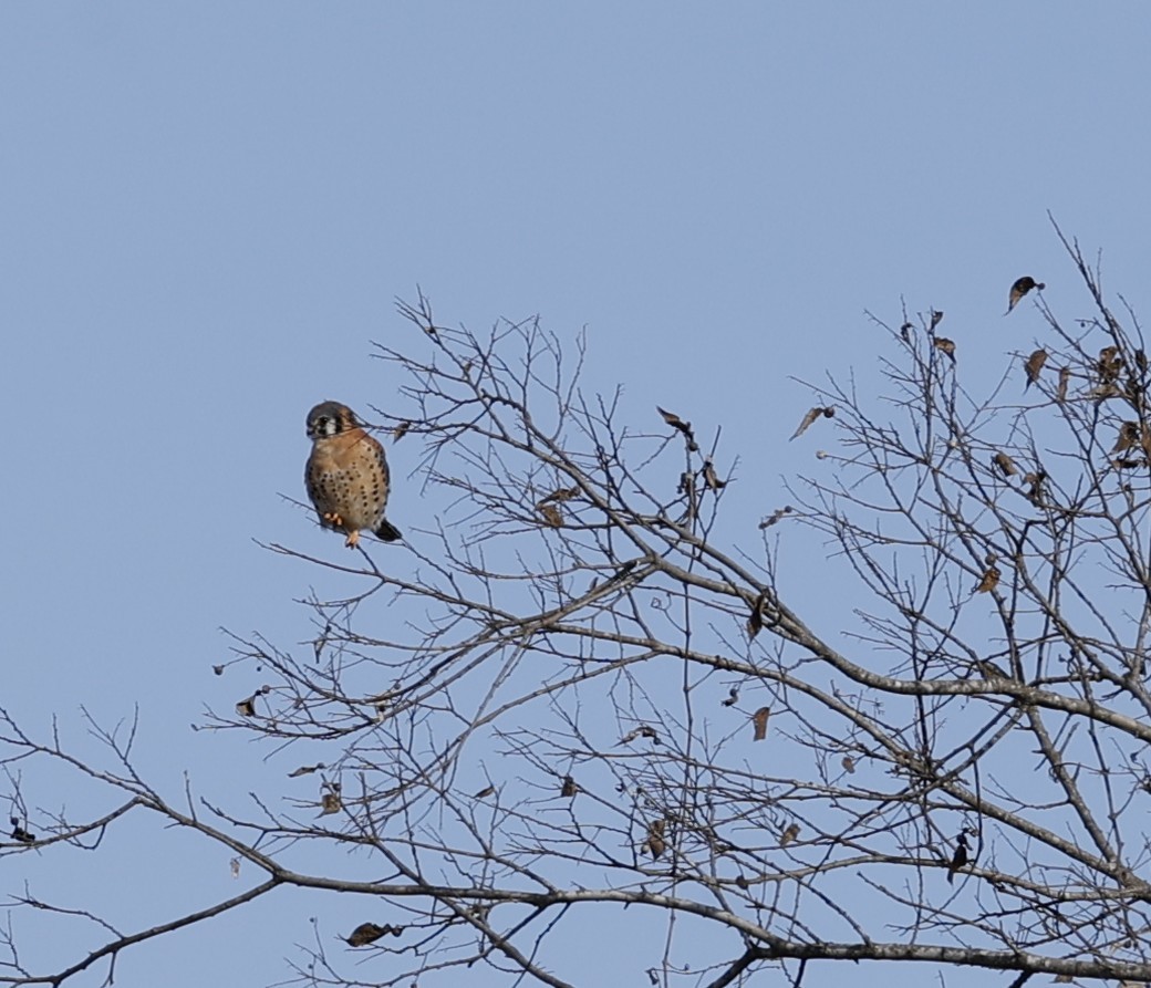 American Kestrel - ML646987054