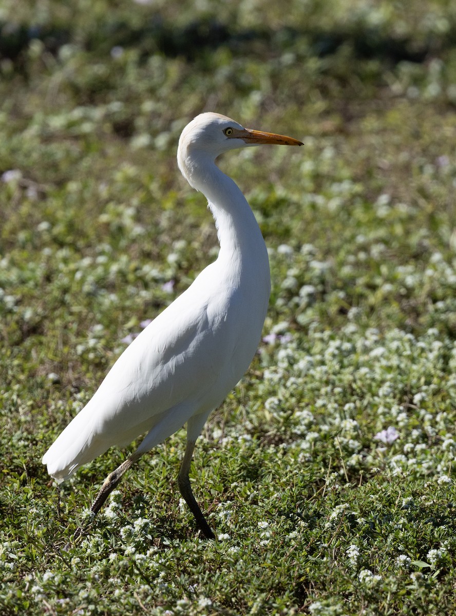 Western Cattle-Egret - ML646987062