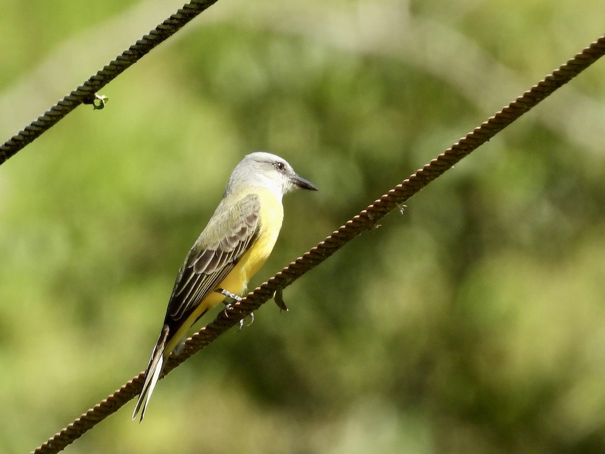 Tropical Kingbird - ML646987074