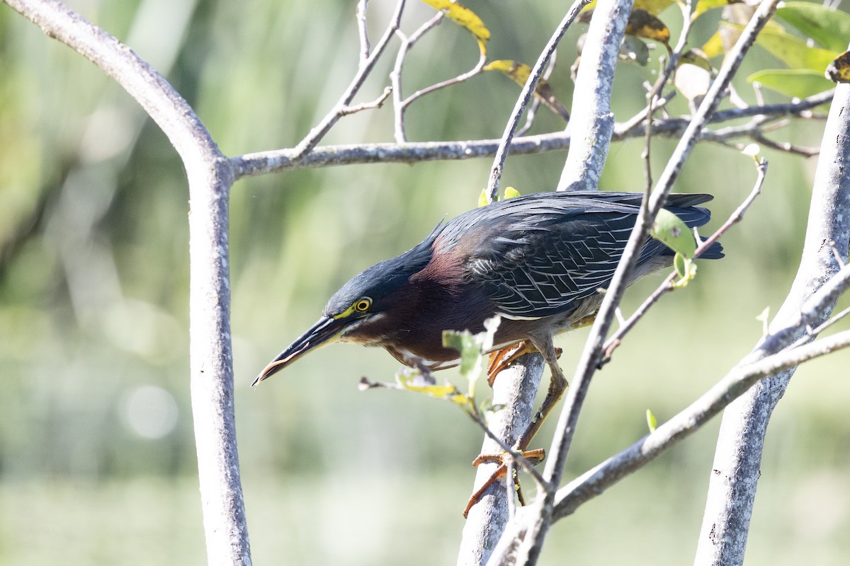 Green Heron (virescens/bahamensis) - ML646987078