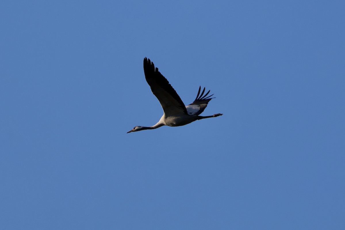 Common Crane - ML646987079