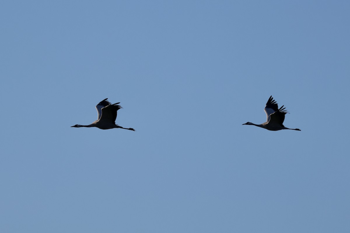 Common Crane - ML646987080