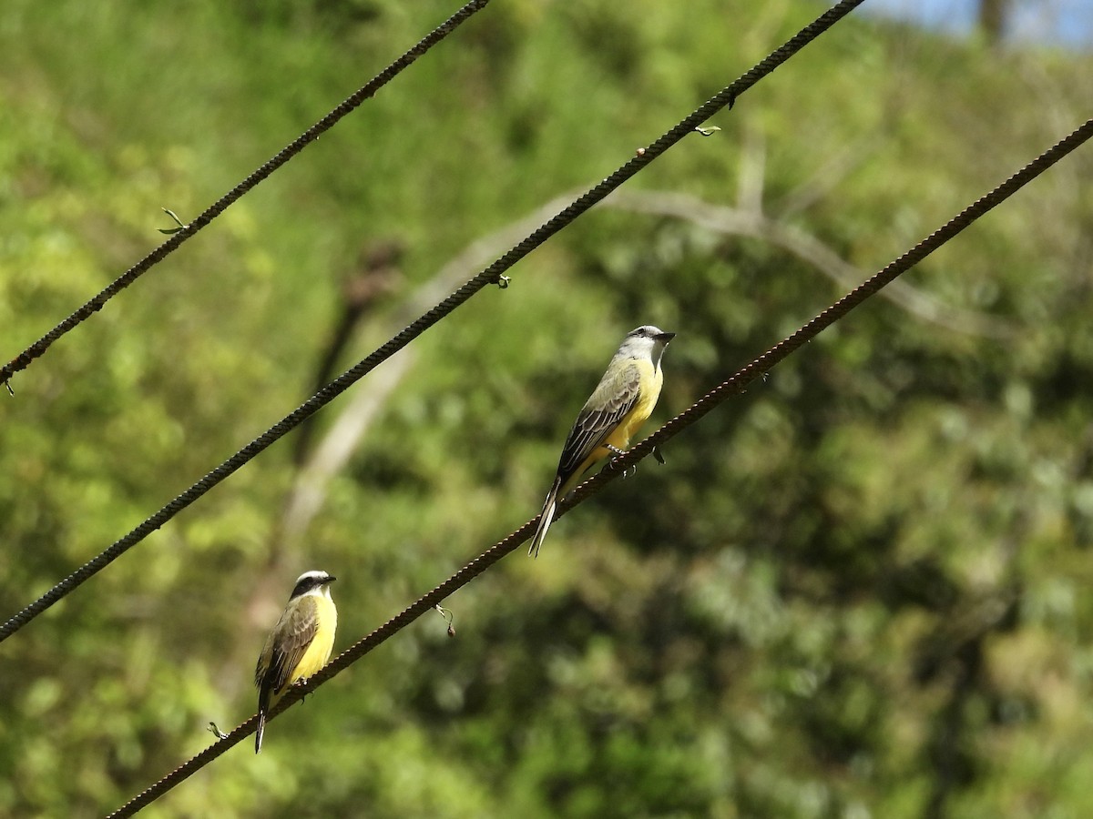 Social Flycatcher - ML646987084
