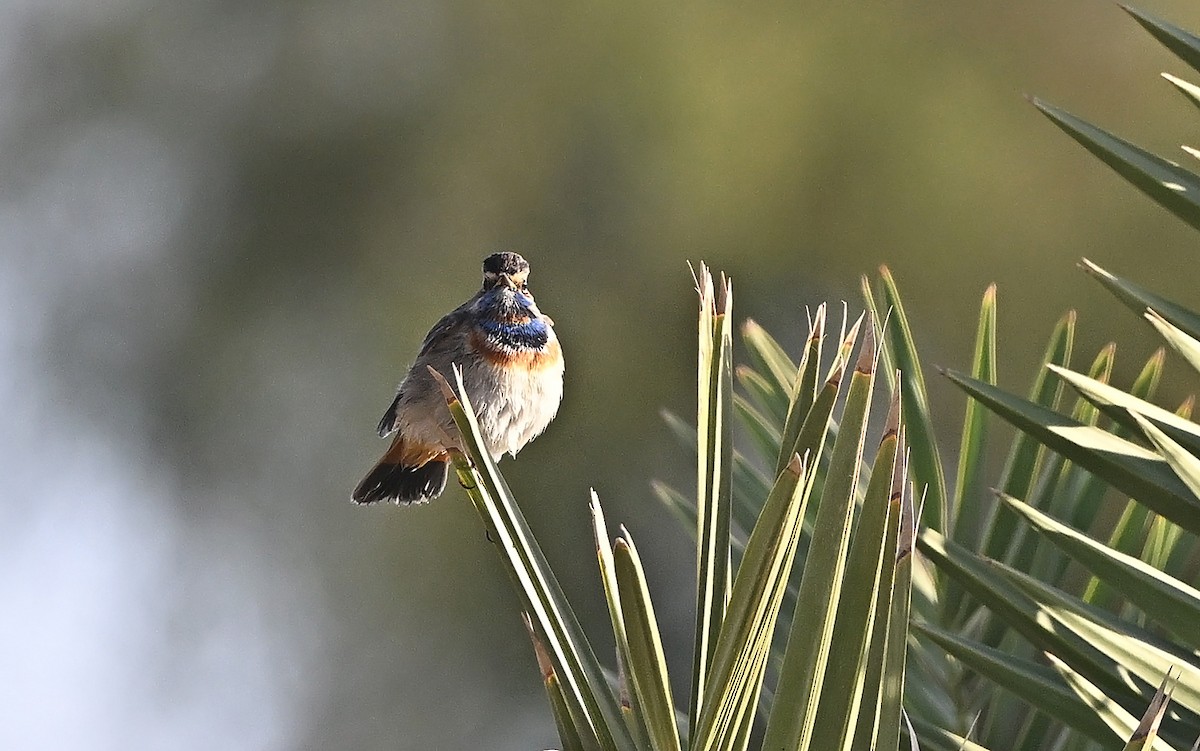 Papourdina - ML646987086