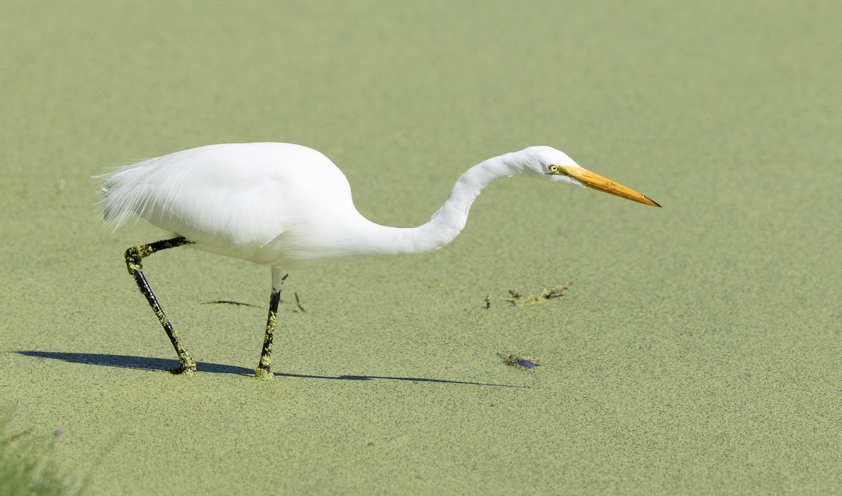 Great Egret (American) - ML646987093