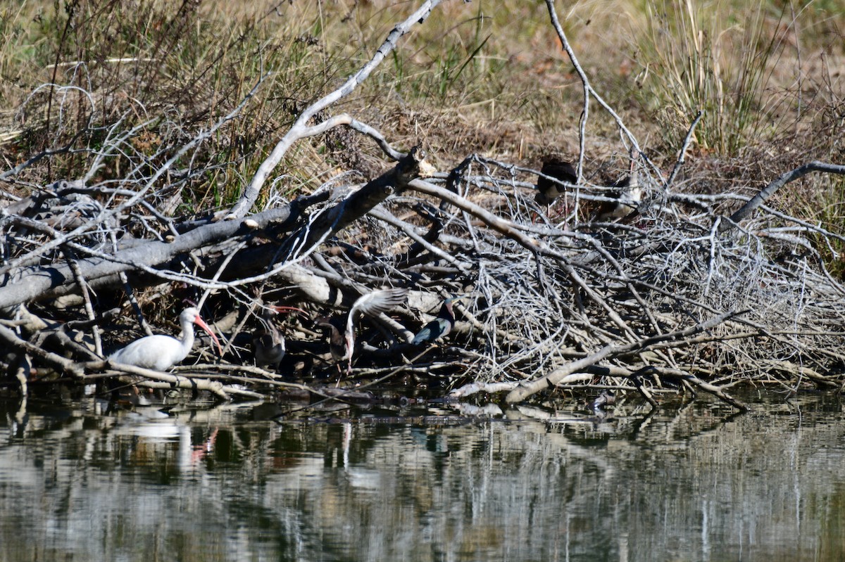 Grünreiher - ML646987094