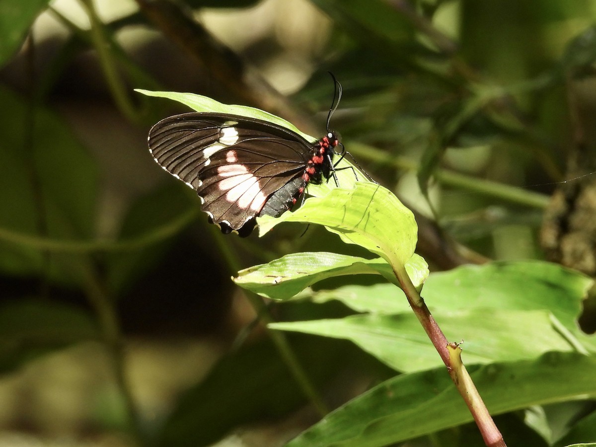 Animals - ML646987118