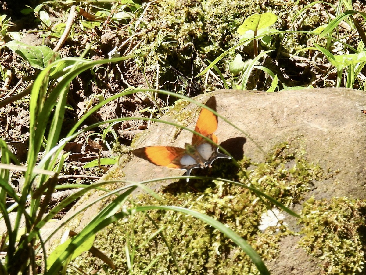 Animals - ML646987119