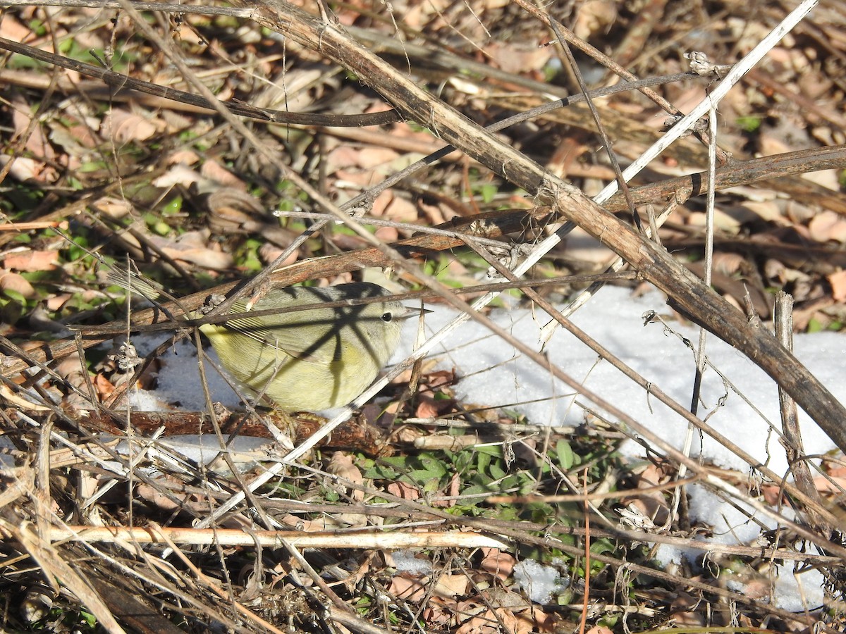 Orange-crowned Warbler - ML646987121