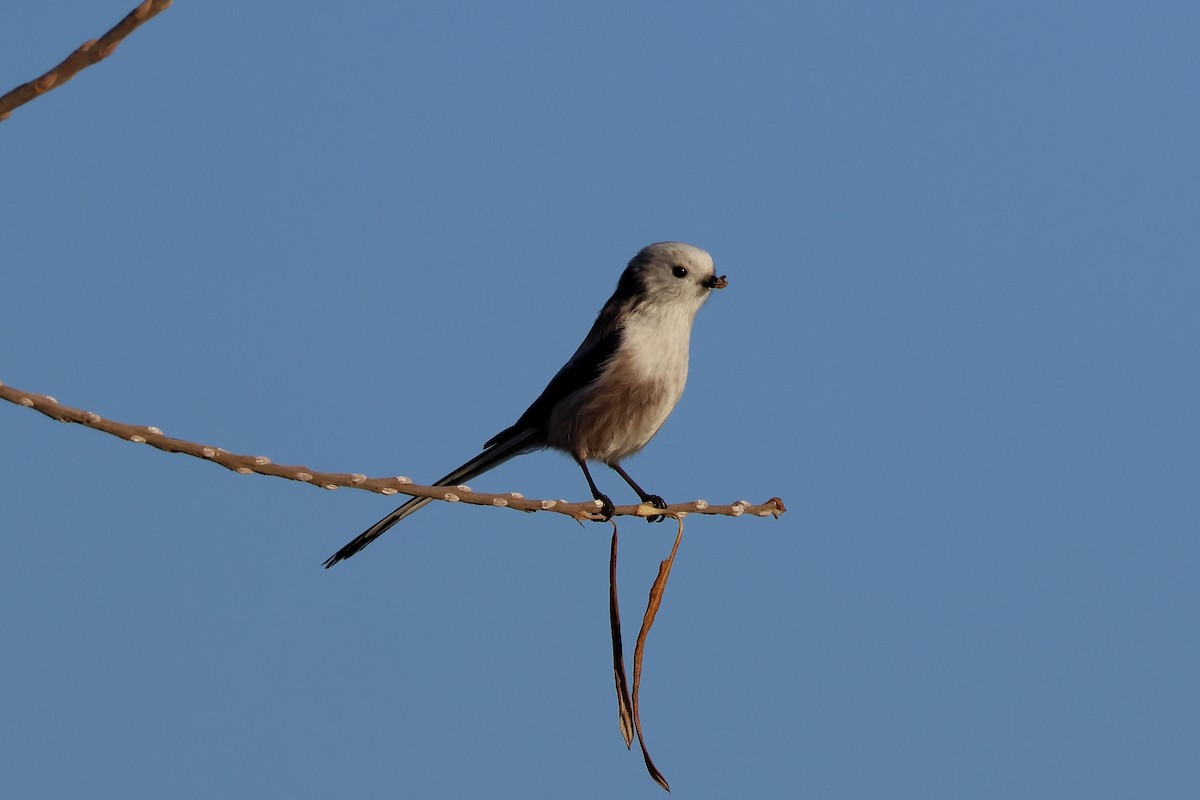 Long-tailed Tit - ML646987125