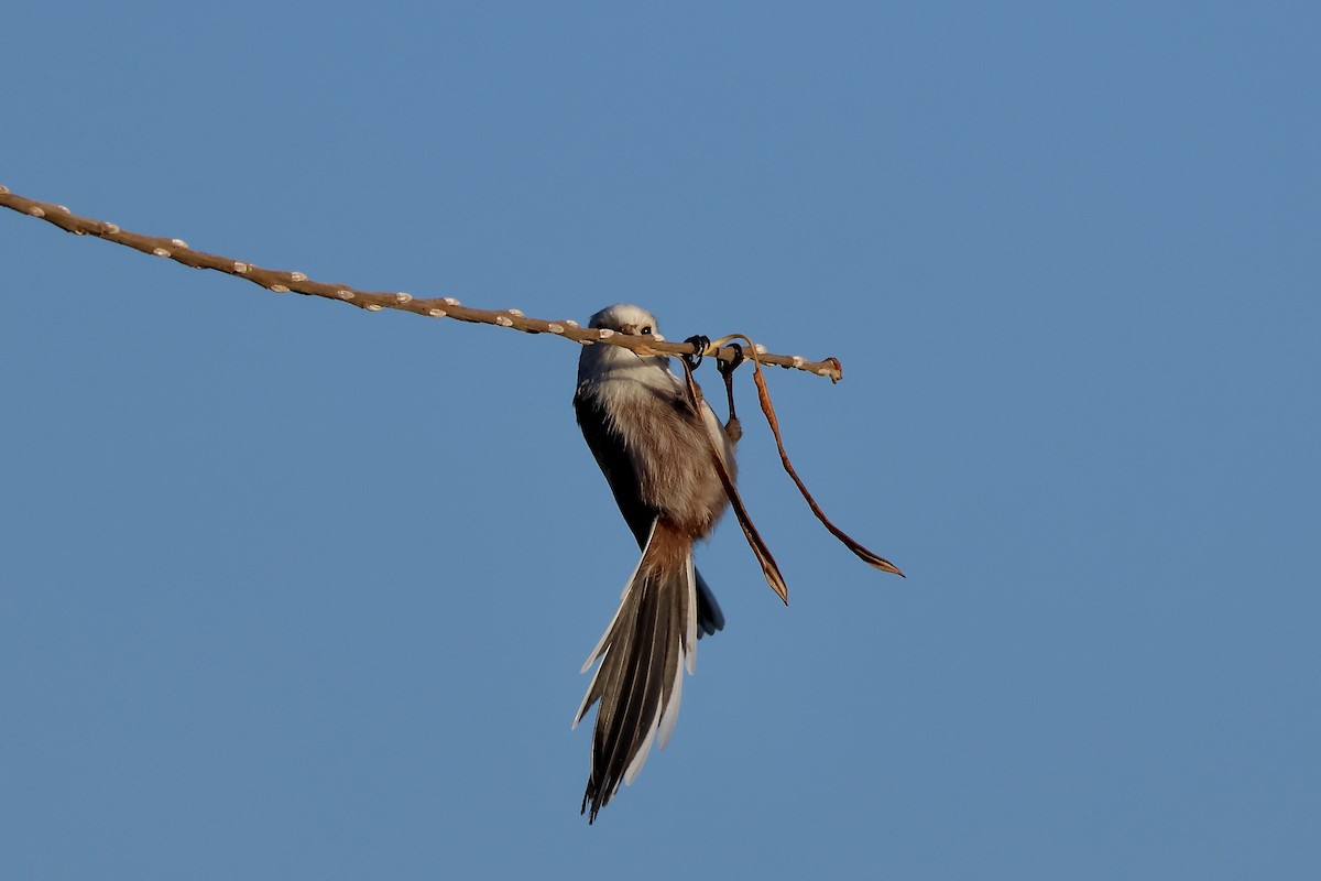 Long-tailed Tit - ML646987126