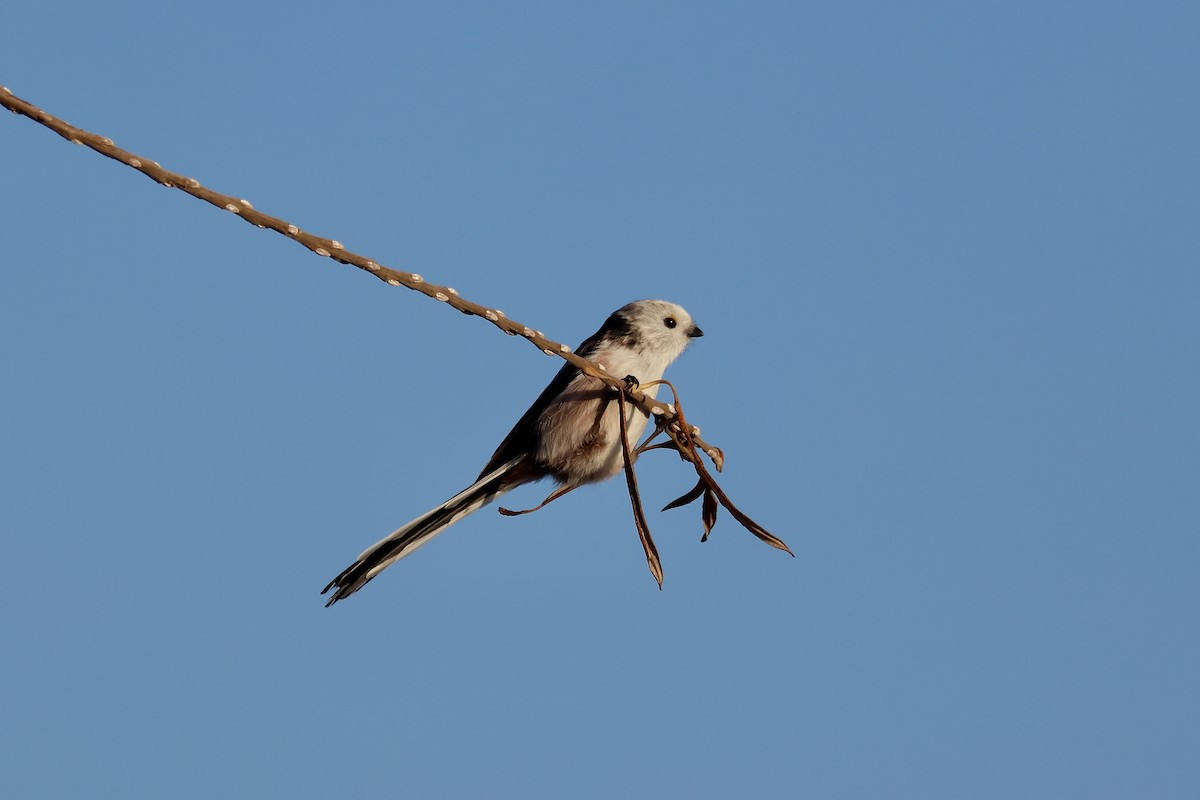 Long-tailed Tit - ML646987127