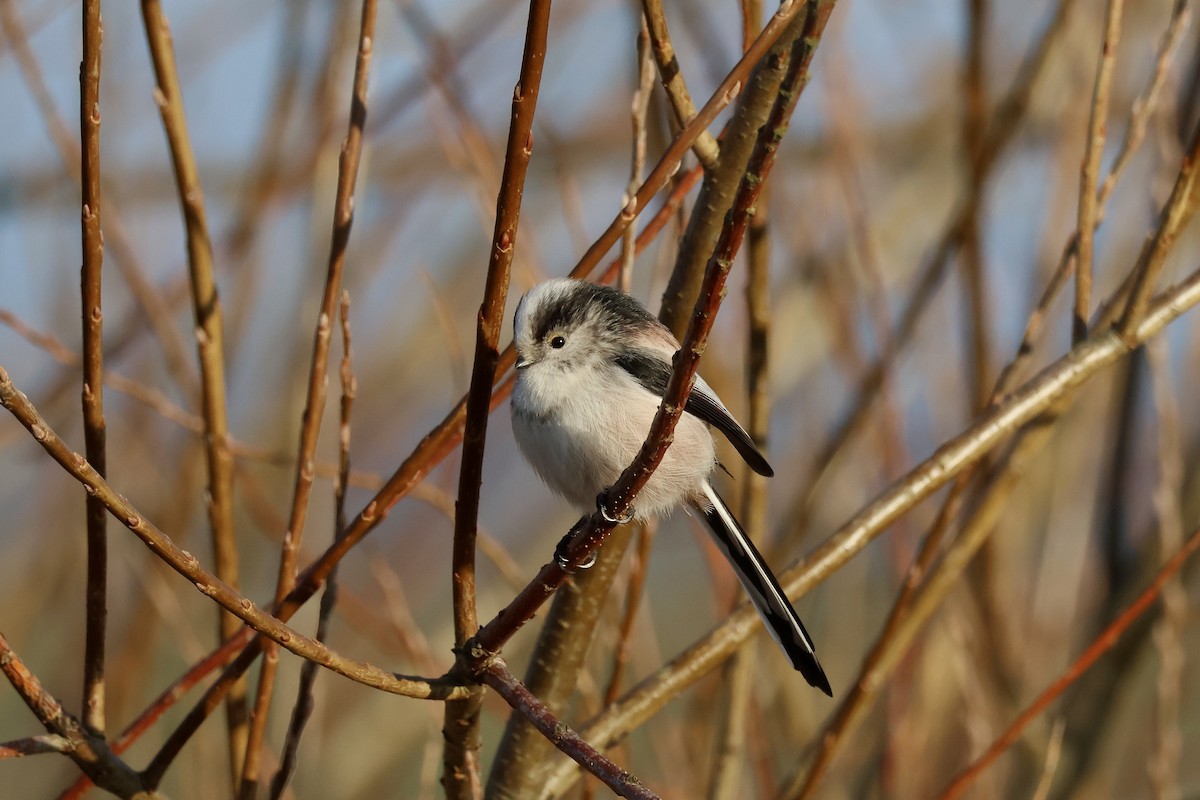 Long-tailed Tit - ML646987128