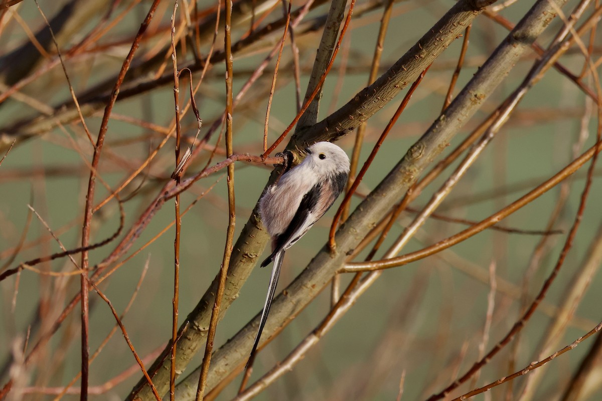 Long-tailed Tit - ML646987129