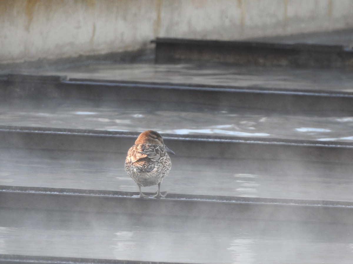 Green-winged Teal - ML646987146