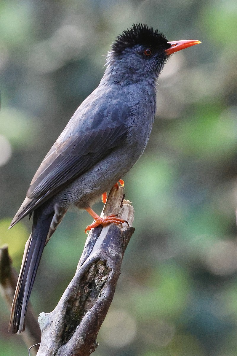 Square-tailed Bulbul (Sri Lanka) - ML646987147