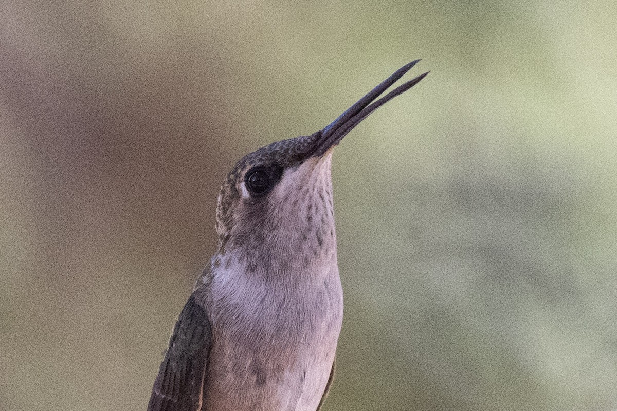Black-chinned Hummingbird - ML646987148