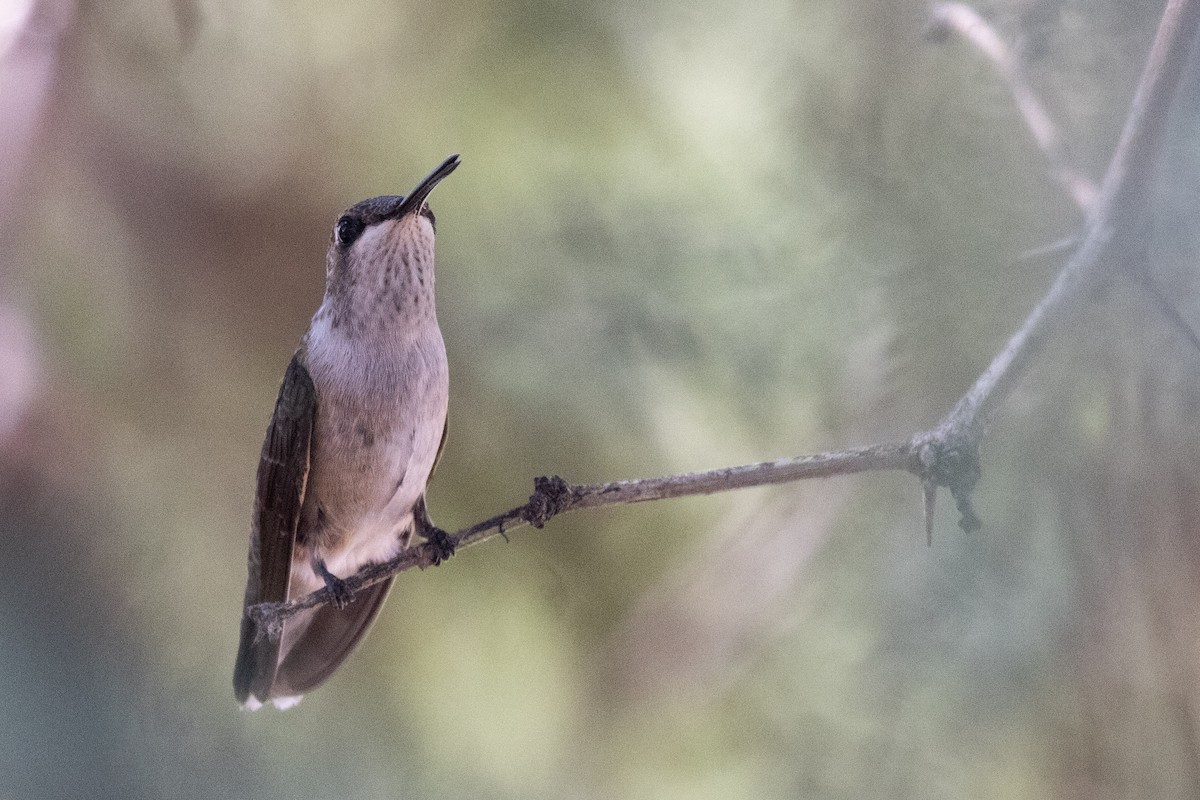 Black-chinned Hummingbird - ML646987149