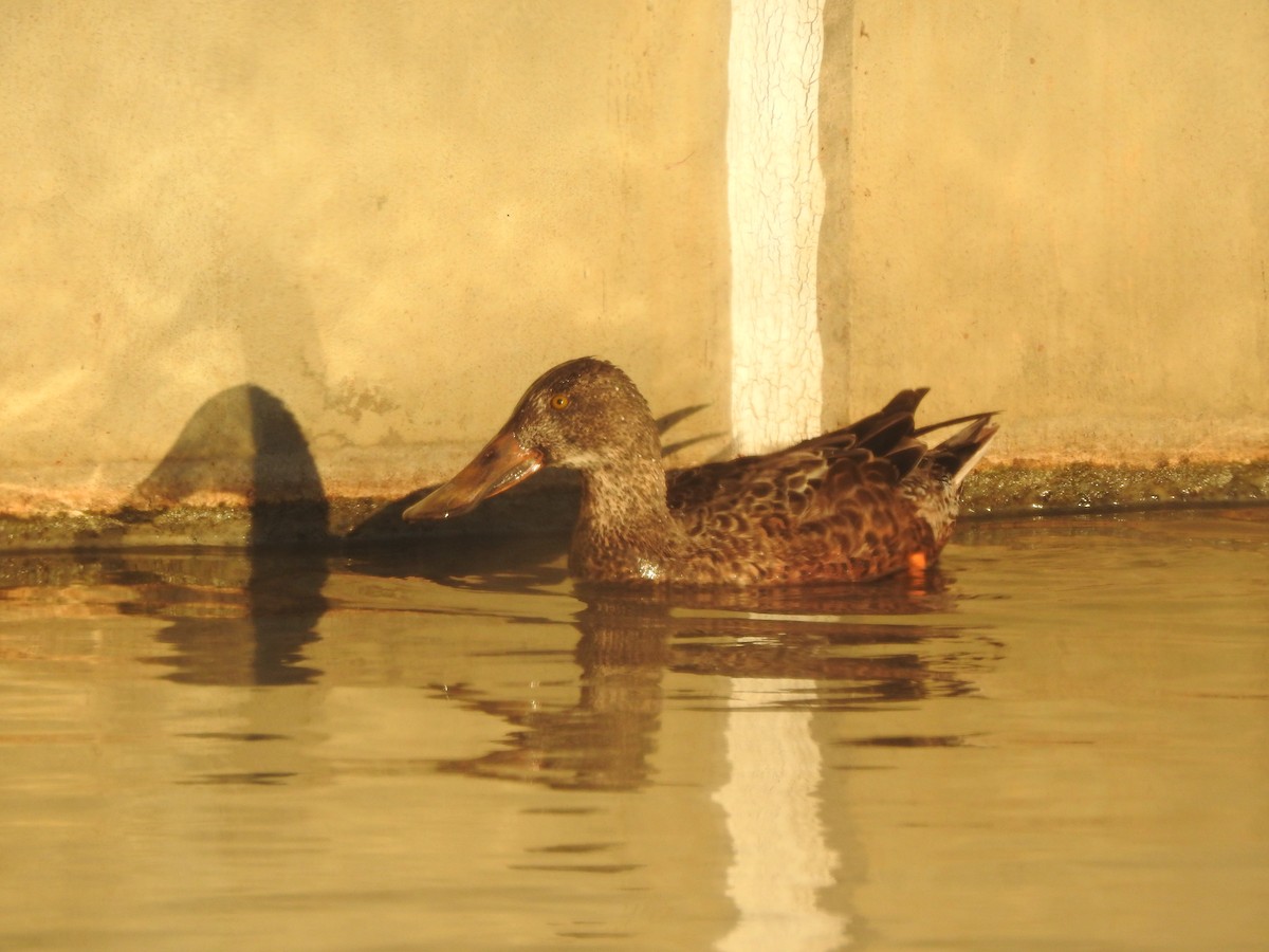 Northern Shoveler - ML646987165