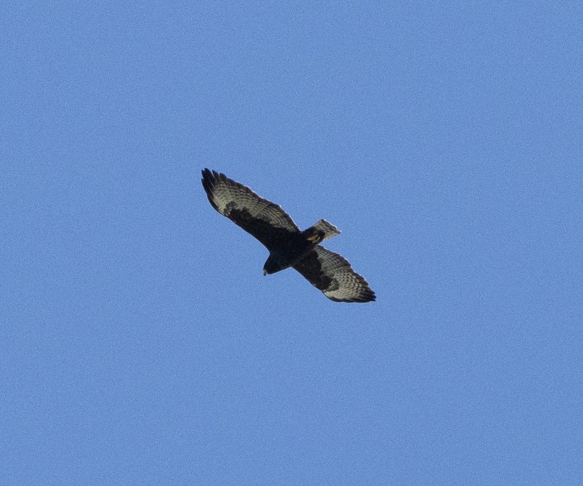 Short-tailed Hawk - ML646987166