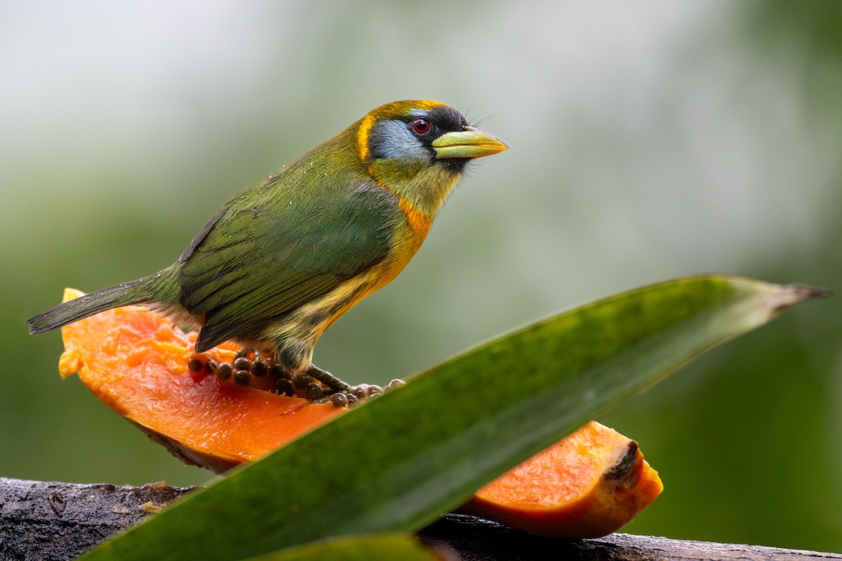 Red-headed Barbet - ML646987168