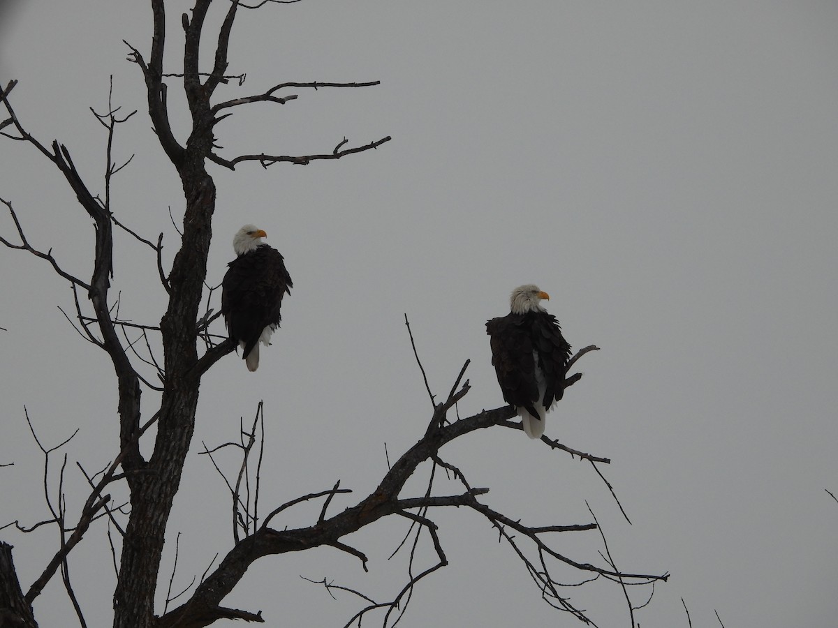 Bald Eagle - ML646987171